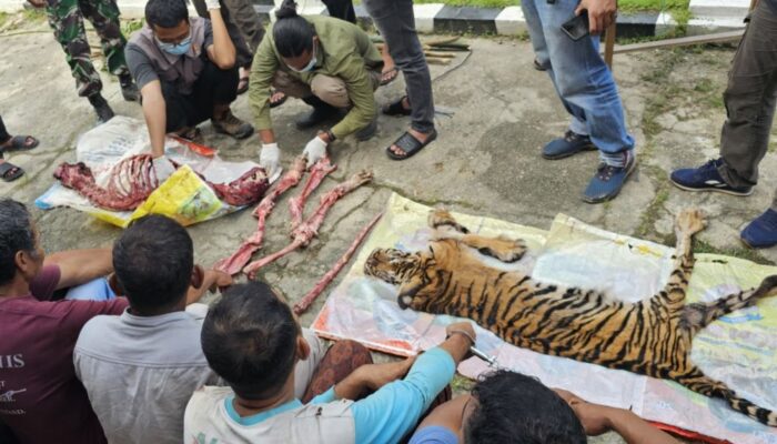 Duka Rokan Hulu: Harimau Sumatera Mati Dibunuh dan Dikuliti, Polisi Bekuk Enam Pelaku