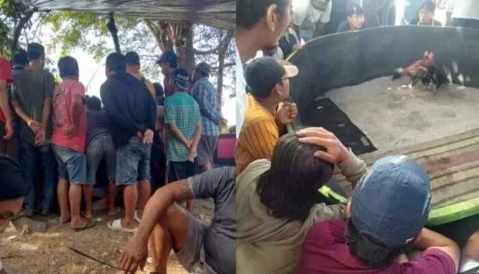 Resahkan Warga, Judi Sabung Ayam Marak di Sumber Terik Sidoarjo