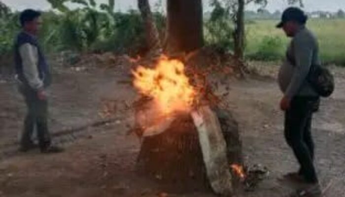 Polisi Tindak Lanjuti Dugaan Judi Sabung Ayam di Krian, Pemilik Lahan Diperiksa