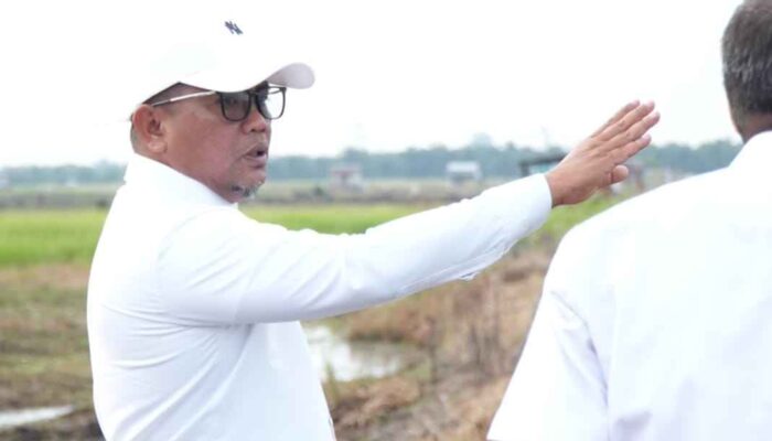 Bupati Pelalawan Tinjau Kawasan Persawahan Untuk Pengembangan Sentra Pangan Dan Wisata