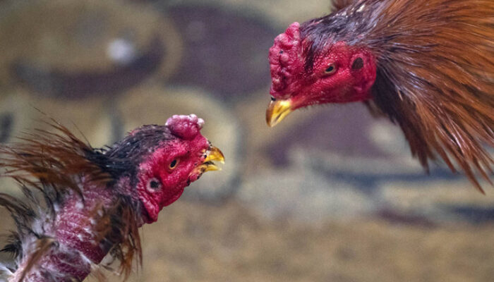 Judi Sabung Ayam di Plosoklaten Kembali Aktivitas, Diduga kuat Oknum APH Jadi Beking