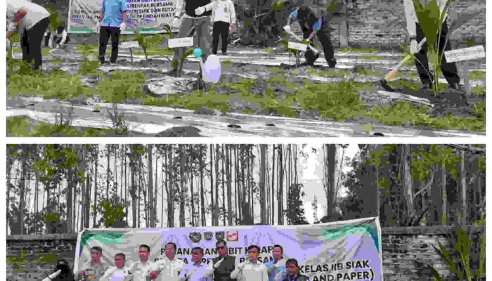 Tumbuhkan Ketahanan Pangan, Imigrasi dan Rutan Siak Tanam Ratusan Bibit Kelapa di Lahan PPKM Perawang