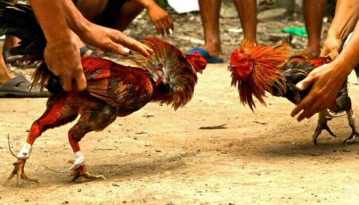 Tulungagung Darurat Judi Sabung Ayam, Polres Tulungagung Diminta Tegas