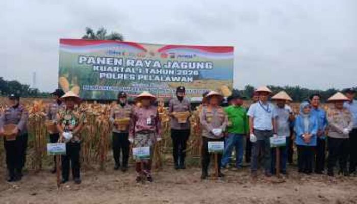 Sinergi Polres dan Pemkab Pelalawan: Panen Raya 15 Ton Jagung Perkuat Ketahanan Pangan Lokal