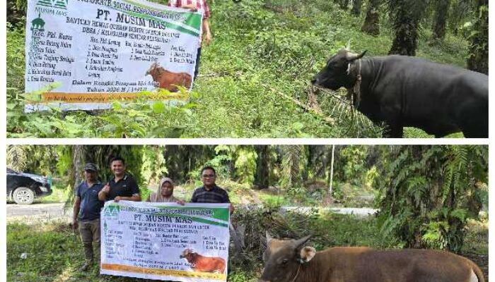 Wujud Kepedulian Sosial, PT Musim Mas Salurkan 22 Ekor Sapi Qurban untuk Masyarakat Sekitar Perusahaan