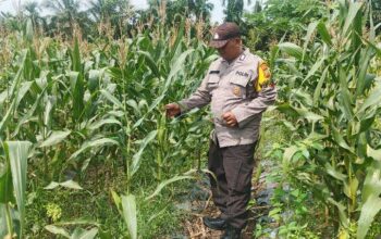 Lahan Tidur Disulap Jadi Lumbung Jagung, Polsek Tualang Kawal Petani Pinang Sebatang Timur 
