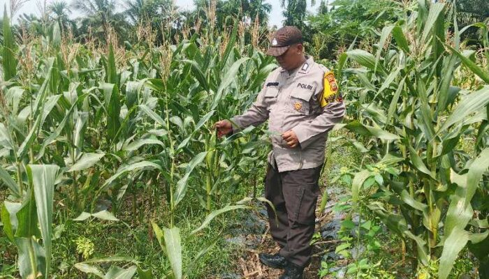 Lahan Tidur Disulap Jadi Lumbung Jagung, Polsek Tualang Kawal Petani Pinang Sebatang Timur 