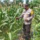 Lahan Tidur Disulap Jadi Lumbung Jagung, Polsek Tualang Kawal Petani Pinang Sebatang Timur 