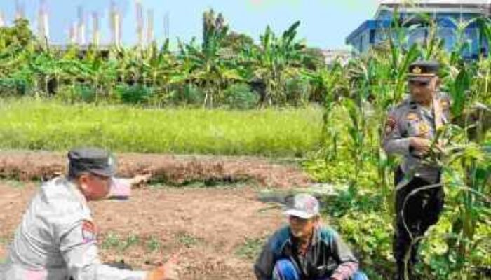 Polisi Cinta Petani Polsek Sedati Dukung Swasembada Pangan Nasional