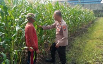 Polisi Cinta Petani, Kanit Binmas Polsek Buduran Perkuat Ketahanan Pangan Bersama Warga Sukorejo