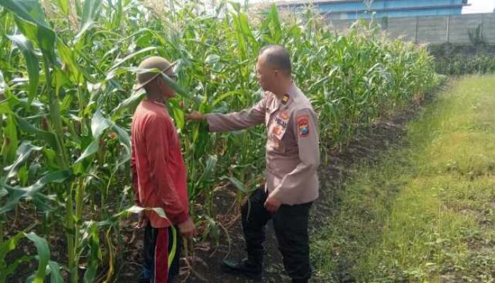 Polisi Cinta Petani, Kanit Binmas Polsek Buduran Perkuat Ketahanan Pangan Bersama Warga Sukorejo