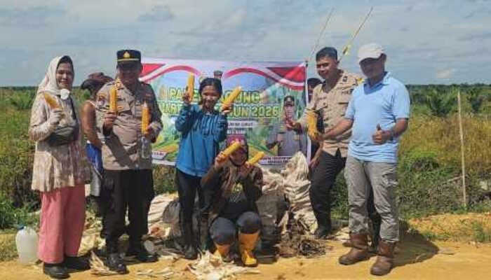 Sinergi Hijau di Sei Lukut, Polsek Tualang dan PT SIR Sukses Panen Raya Jagung Pipil Demi Ketahanan Pangan