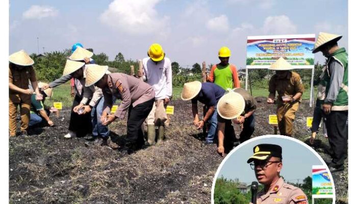 Polsek Tualang dan PT AIP Sulap 2 Hektare Lahan Jadi Lumbung Jagung