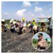 Polsek Tualang dan PT AIP Sulap 2 Hektare Lahan Jadi Lumbung Jagung