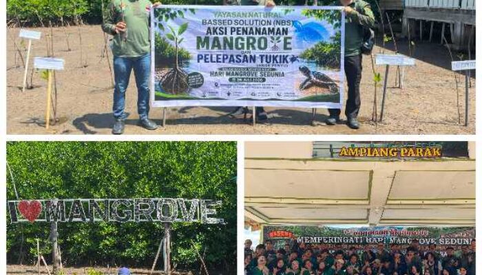 Hari Mangrove Sedunia, AJPLH dan Yayasan NBS Gelar Aksi Tanam Mangrove dan Pelepasan Penyu di Ampiang Parak