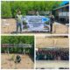 Hari Mangrove Sedunia, AJPLH dan Yayasan NBS Gelar Aksi Tanam Mangrove dan Pelepasan Penyu di Ampiang Parak