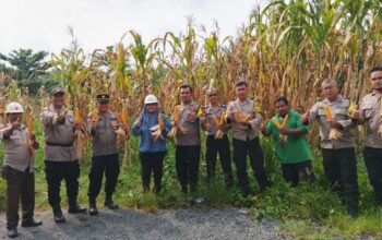 Dukung Asta Cita Presiden, Polsek Tualang Dampingi Panen 500 Kg Jagung di PT PAS
