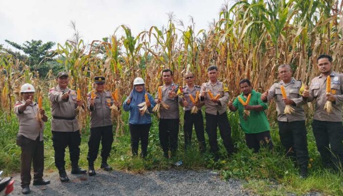 Dukung Asta Cita Presiden, Polsek Tualang Dampingi Panen 500 Kg Jagung di PT PAS