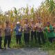 Dukung Asta Cita Presiden, Polsek Tualang Dampingi Panen 500 Kg Jagung di PT PAS