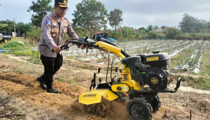 Keren! Kapolsek Tualang Gemburkan Lahan 1 Hektar Pakai Traktor demi Ketahanan Pangan