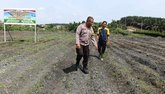Hijaukan Lahan 2 Hektar, Aksi Polsek Tualang Kawal Swasembada Pangan di PT AIP