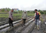 Sinergi di Lahan Hijau, Polsek Tualang Turun Tangan Kawal Swasembada Pangan