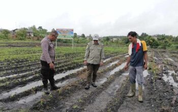 Sinergi di Lahan Hijau, Polsek Tualang Turun Tangan Kawal Swasembada Pangan