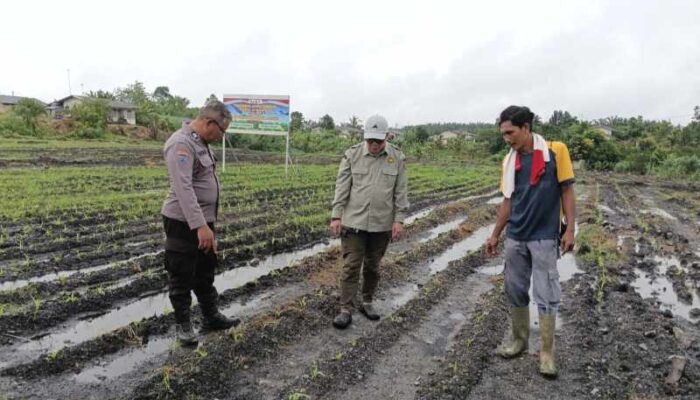 Sinergi di Lahan Hijau, Polsek Tualang Turun Tangan Kawal Swasembada Pangan