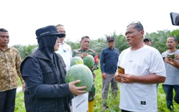 Sukses Panen Semangka di Sungai Apit, Bupati Afni Tegaskan Dana Desa Berdampak Nyata bagi Ekonomi Warga