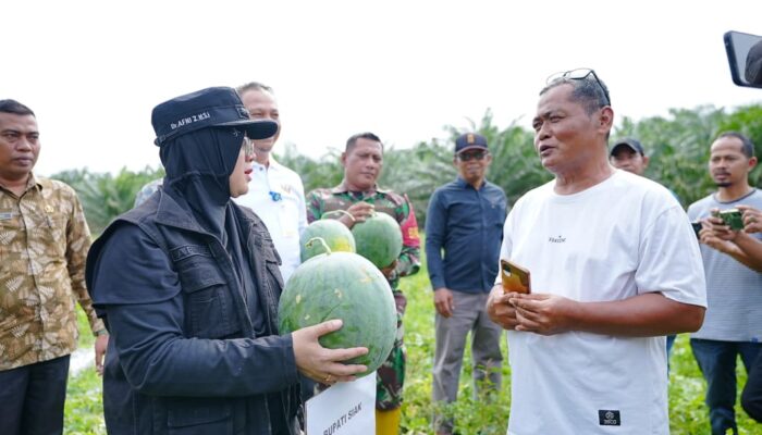 Sukses Panen Semangka di Sungai Apit, Bupati Afni Tegaskan Dana Desa Berdampak Nyata bagi Ekonomi Warga