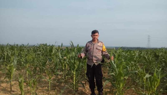 Jaga Kualitas Jagung Pipil, Polisi Dampingi Petani Semprot Pupuk di Lahan PT SIR Dukung Ketahanan Pangan