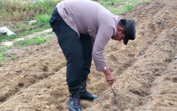 Polisi dan Petani Tualang Garap 1 Hektare Lahan Jagung di Ponpes Abu Huroiroh
