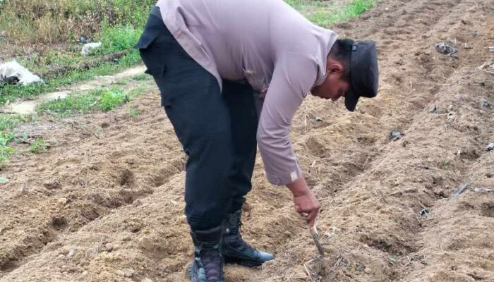 Polisi dan Petani Tualang Garap 1 Hektare Lahan Jagung di Ponpes Abu Huroiroh