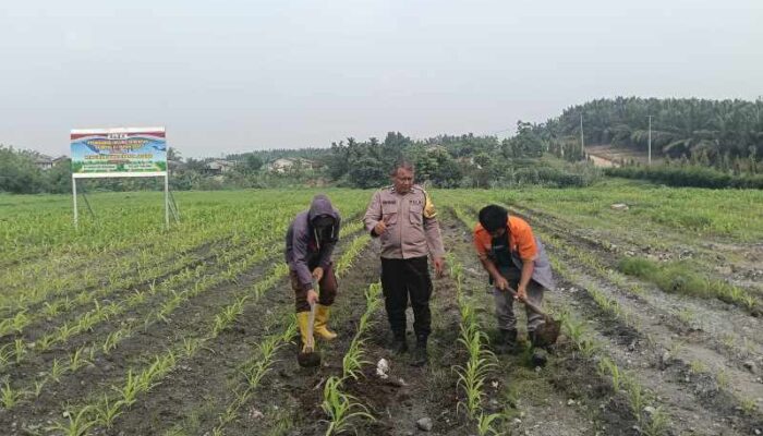 Dukung Swasembada Pangan, Polsek Tualang Rawat Jagung Pipil 2 Hektare di PT AIP