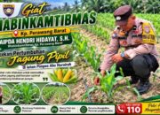Polri Rangkul Pesantren Kawal Ketahanan Pangan, Jagung Pipil 1 Hektare di Perawang Tumbuh Subur