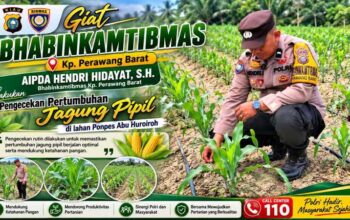 Polri Rangkul Pesantren Kawal Ketahanan Pangan, Jagung Pipil 1 Hektare di Perawang Tumbuh Subur