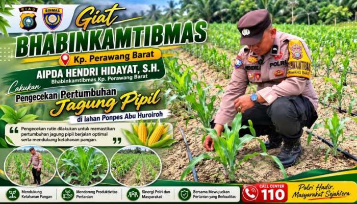 Polri Rangkul Pesantren Kawal Ketahanan Pangan, Jagung Pipil 1 Hektare di Perawang Tumbuh Subur