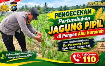 Kawal Ketahanan Pangan, Bhabinkamtibmas Polsek Tualang Cek Lahan Jagung 1 Hektare di Perawang