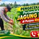 Kawal Ketahanan Pangan, Bhabinkamtibmas Polsek Tualang Cek Lahan Jagung 1 Hektare di Perawang