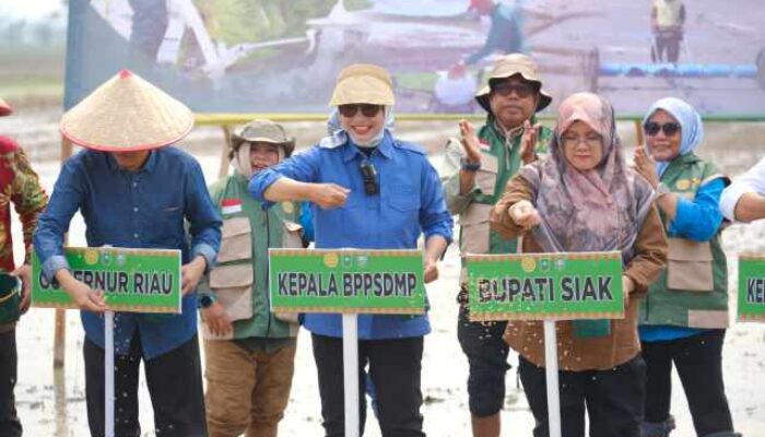 Gerakan Tanam Serempak Kementan Pacu Produksi Pangan Nasional di Siak