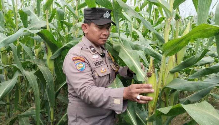 Panen Tinggal Menghitung Hari! Polisi dan Ponpes Abu Huroiroh Siak Sukses Kembangkan Jagung Pipil 1 Hektare