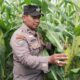 Panen Tinggal Menghitung Hari! Polisi dan Ponpes Abu Huroiroh Siak Sukses Kembangkan Jagung Pipil 1 Hektare